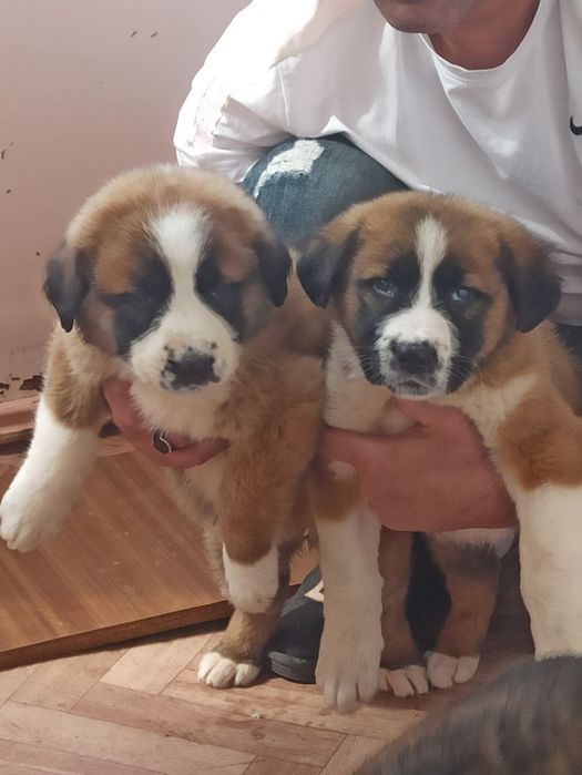 Кафказ алабай боллари