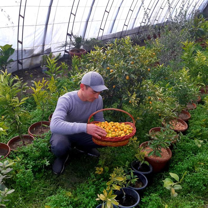 Кумкват кучатлари сотилади