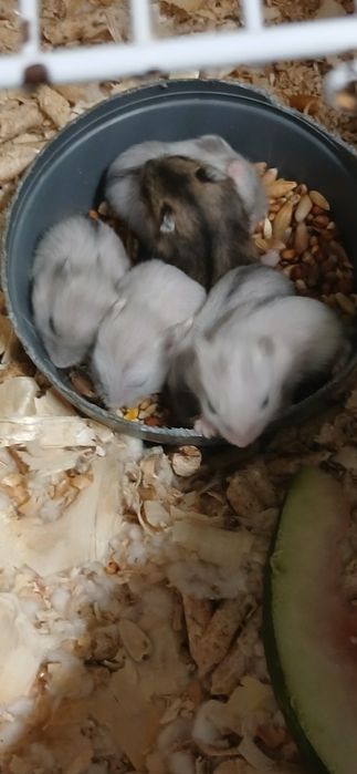 Ofertă! 2 hamsteri 50 lei!