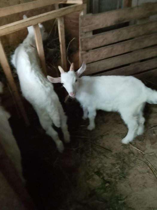 Продам маленьких козлят