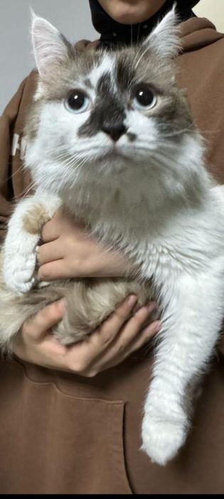 Кошки  и  коты..