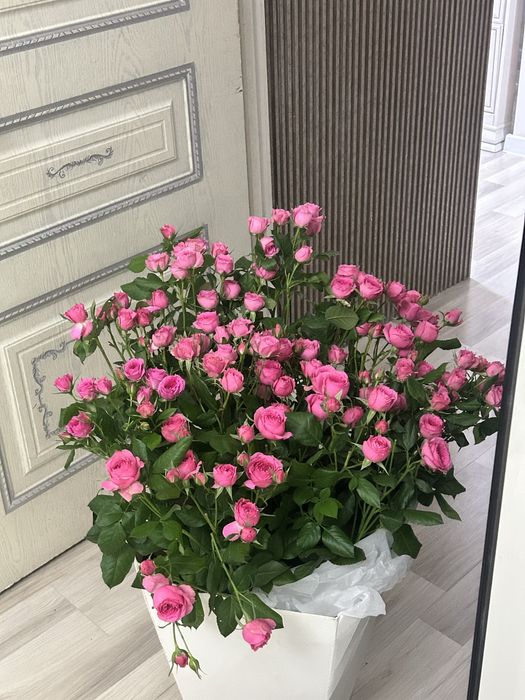 Продам Свежие цветы/