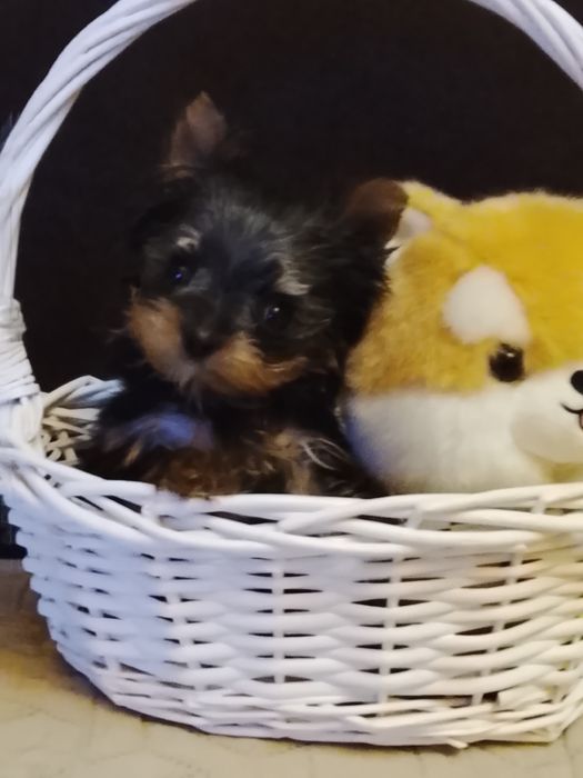 Девочка мини миник