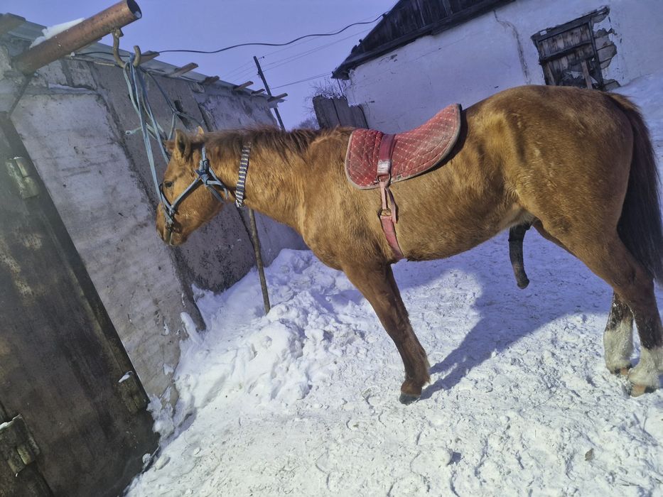 Продам жеребецов