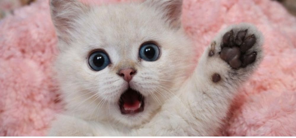 Котята продаю страйт