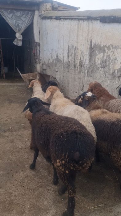 Quchqor sòyib beriladi 105 ming sòmdan kg