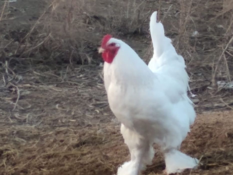 Яйца инкубационные