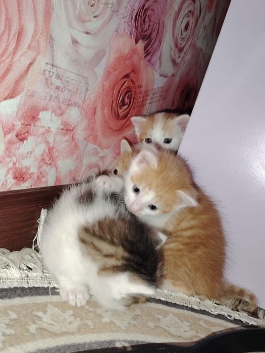 Отдам котят в добрые руки
