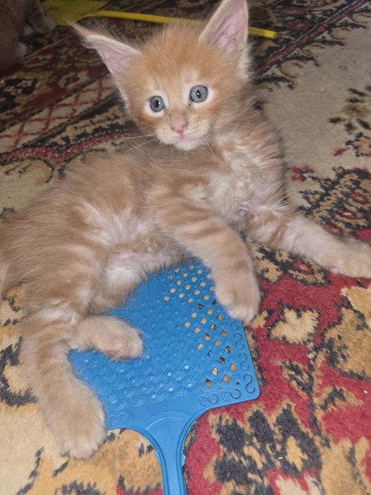 Котята породы Мейнкун
