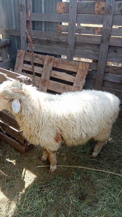 Продам баранов , кошкар ,токты