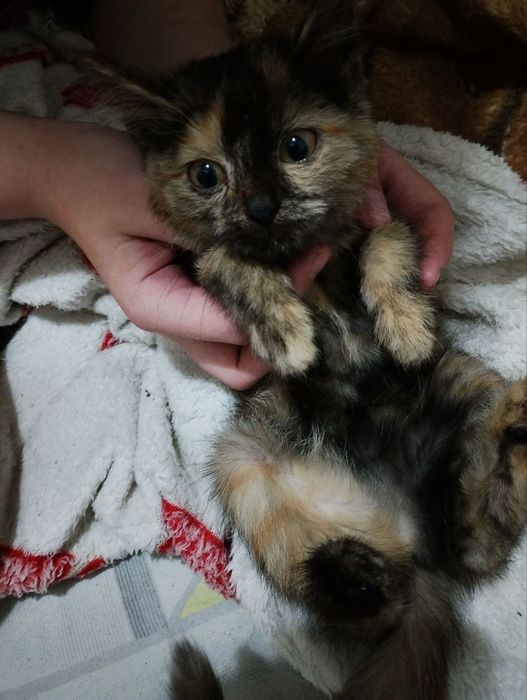 Отдам в добрые руки двух котят