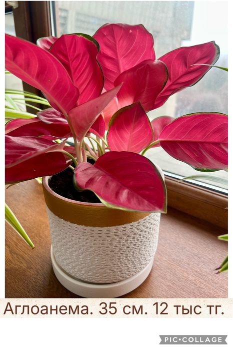 Комнатные растения: