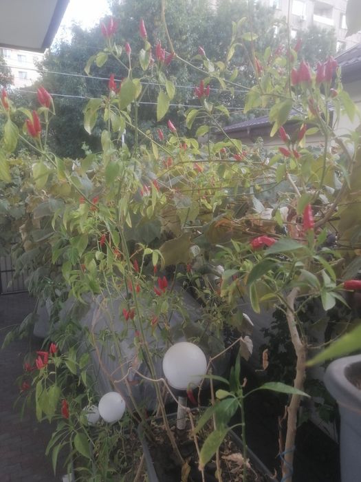 Ardei iute chilli în jardiniera