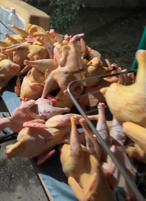 Продается домашние куры