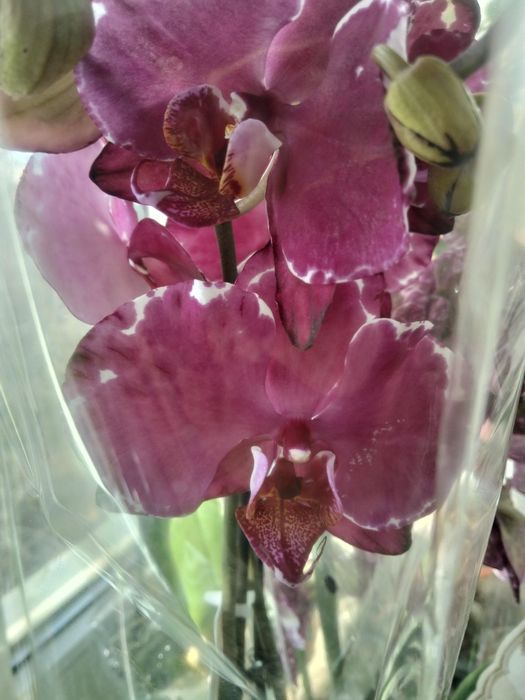 Продам орхидея дикий кот