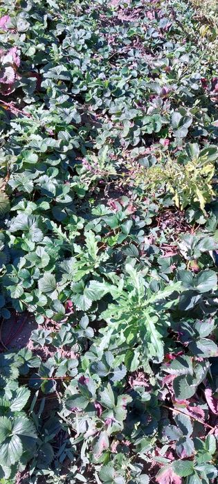 Vand stoloni capsuni Clery si Premial