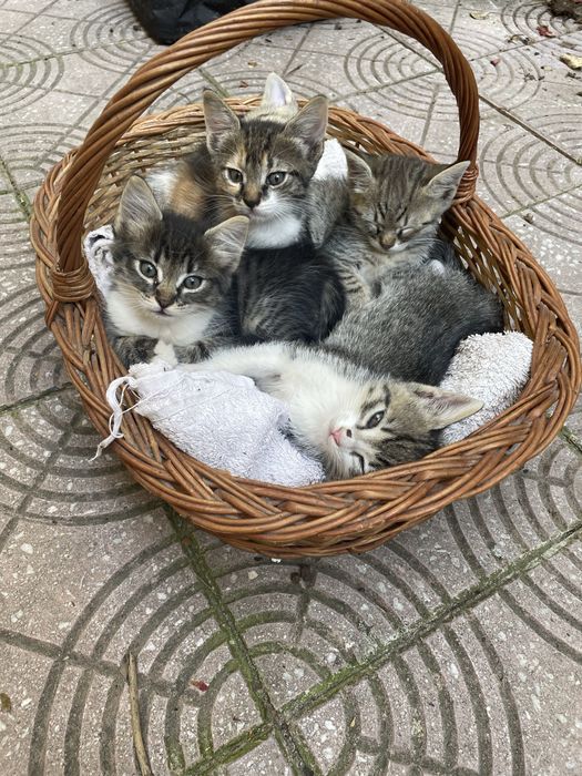 Ofer spre adoptie 3 pui de pisica, curati, jucausi