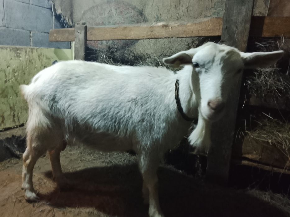 Продам дойную козу