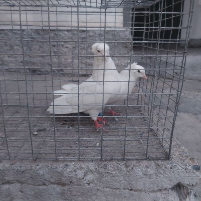 Бели чубати бровястые пара гатовый