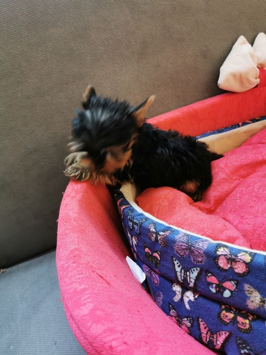 Мини Йоркширски териери / Мини Йорки