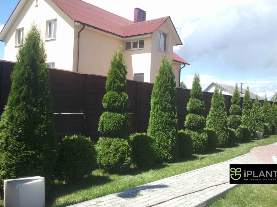 Landshaft dizayn gazon gul va daraxtlar Ландшафтный дизайн газона цвет