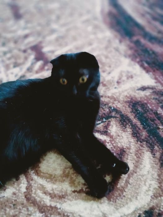 Отдам в добрые руки.