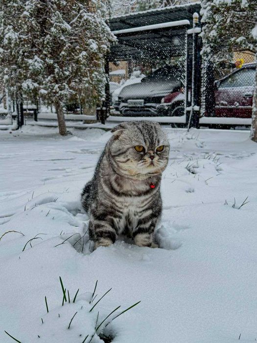 Продам породистых котят