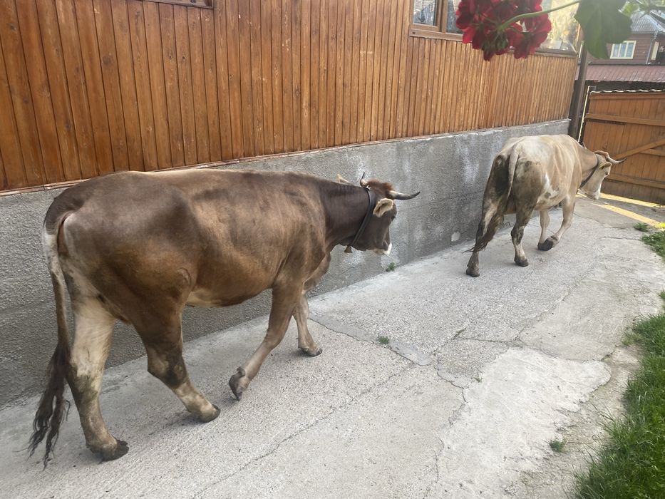 De vanzare la alegere