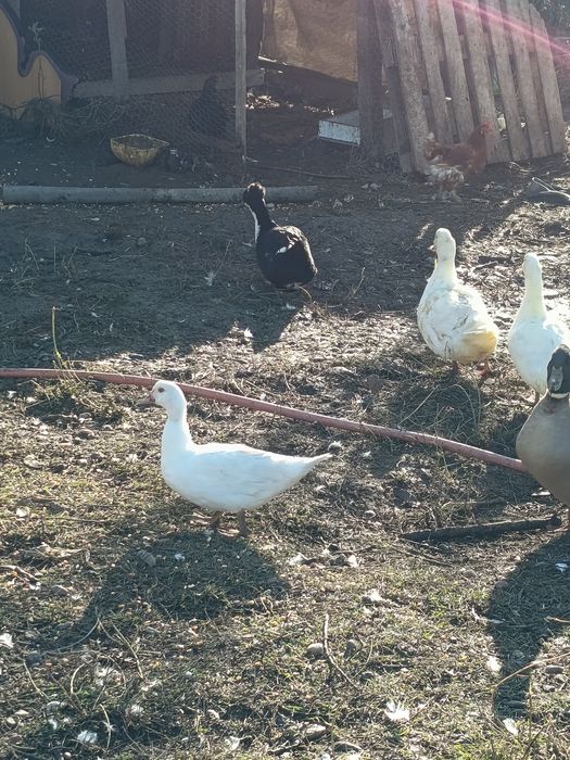 Rate mute și galagioase