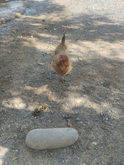 Тауық сатылады 3000 тегнгеден