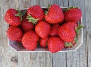 Продавам разсад корени целогодишни ягоди сорт Рио