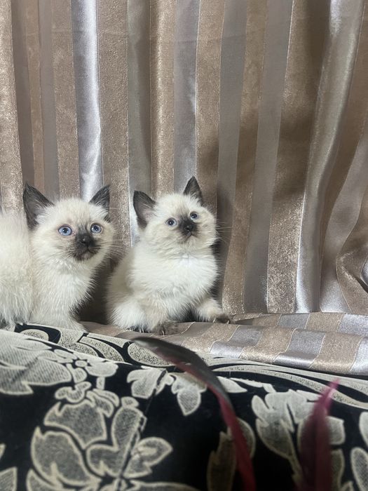 Продам сиамских котят
