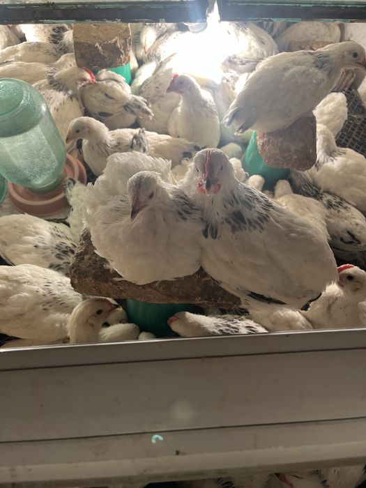 Адлерская серебристая Петушки