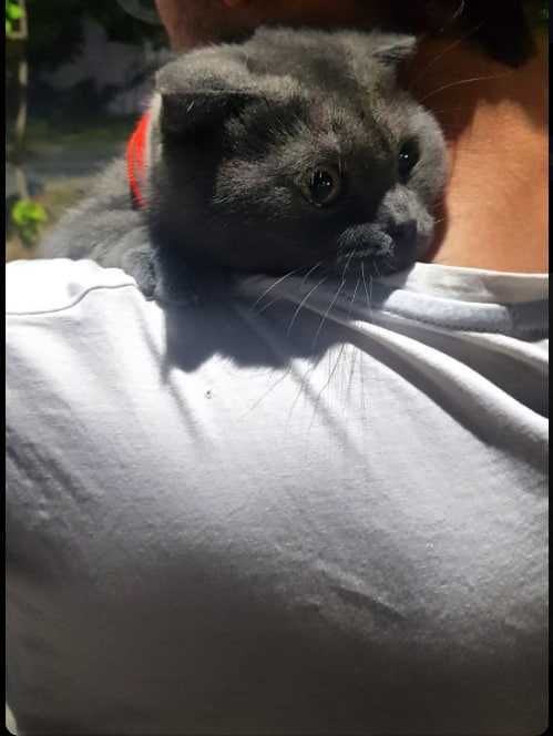 Скотиш фолд девочка