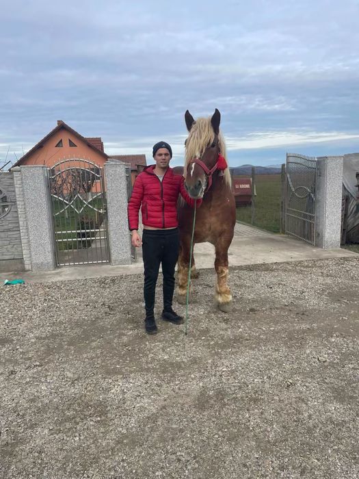 Armasar de monta sau de vanzare