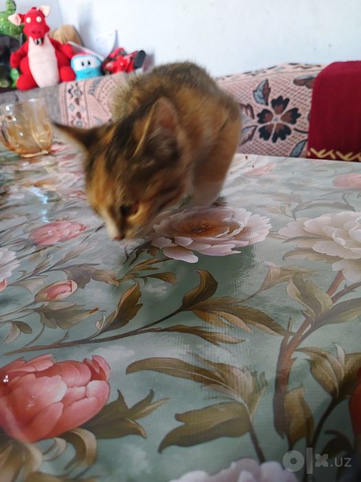 Кошка и два кота