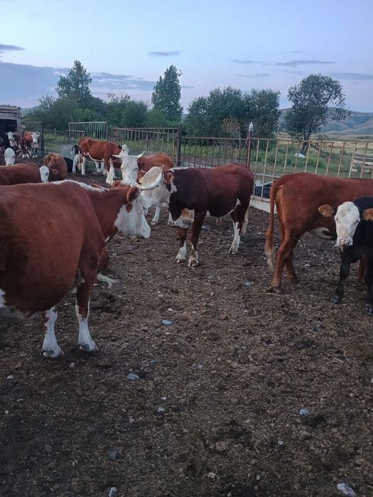 Продам КРС МРС Лошади МТЗ80