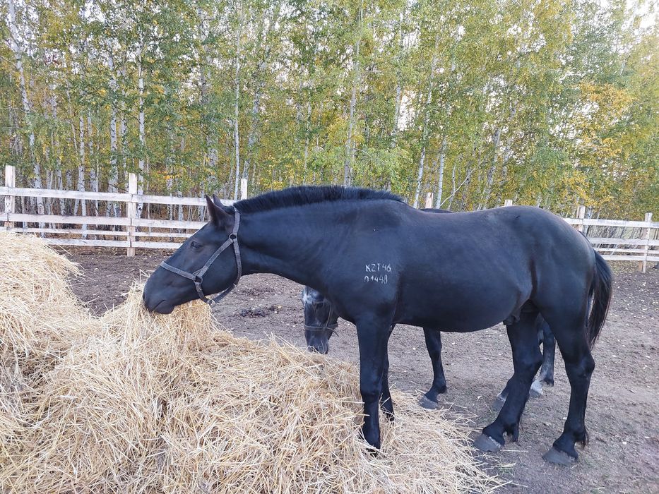 Продам жеребца на племя