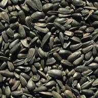 vand Seminte floarea soarelui 2025