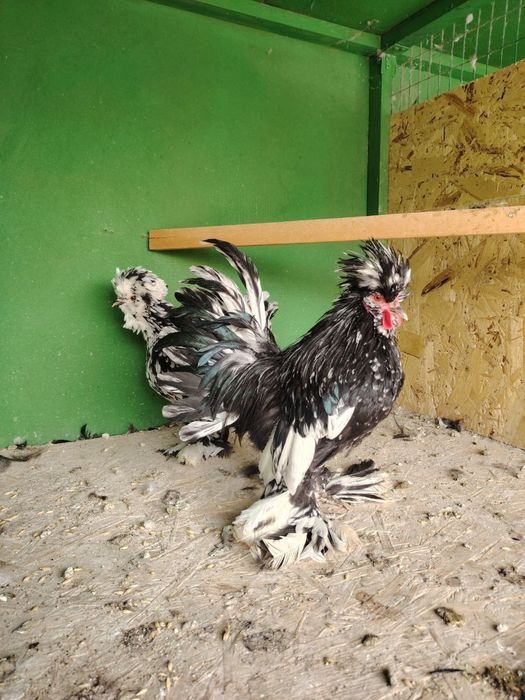 Карейский пара сотилади