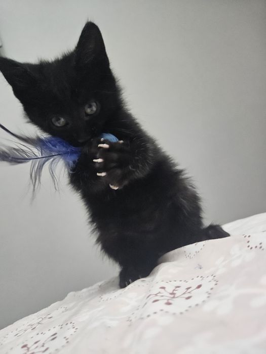 Котёнок девочка 2 месяца