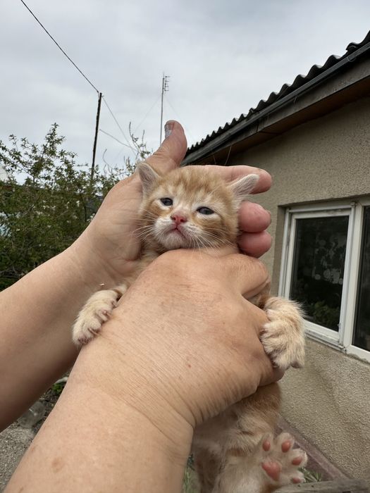 Отдам котят в добрые руки , бесплатно