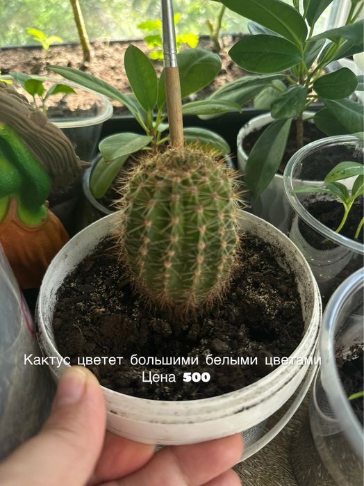Продам комнатные цветы