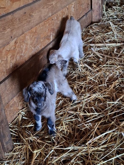 Iezi sugari,pentru biberon