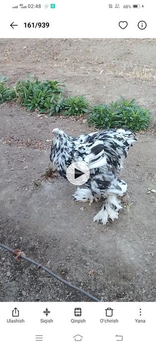 Brama tuxumlariga zakas olaman Toshkent