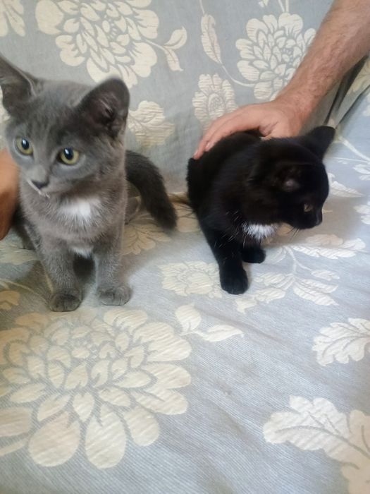 Отдам в добрые руки котят