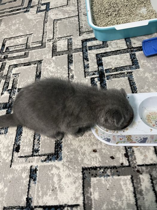 scottish fold sotiladi