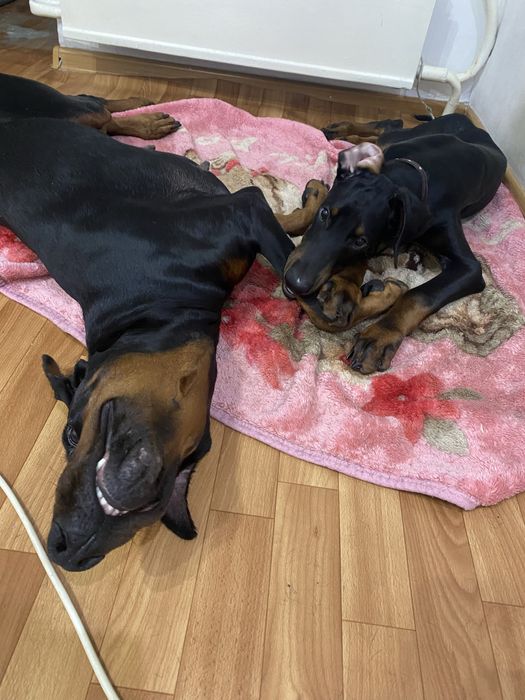 Щенок добермана 6 месяц