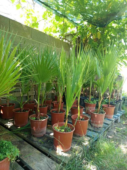 Палми Вашингтония ( Washingtonia ) 100-110 см - Цена 12.99 €