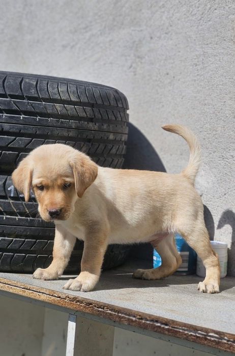 Labrador Retriever cu pedigree